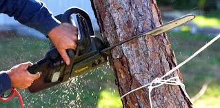 Best Organic Lawn Care Solutions  in Santa Clarita, CA