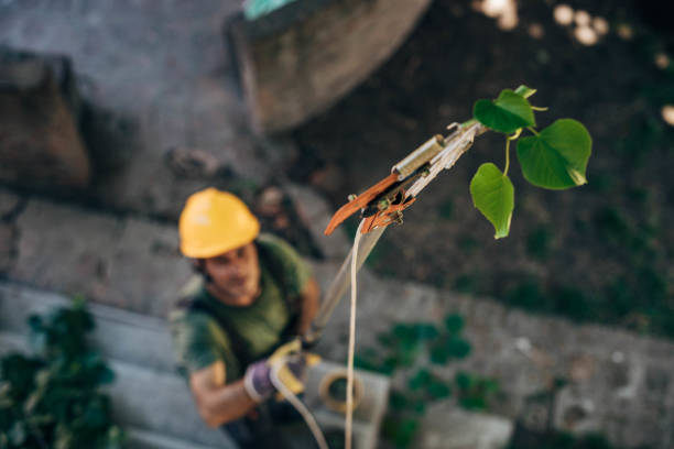 Best Stump Grinding and Removal  in Santa Clarita, CA
