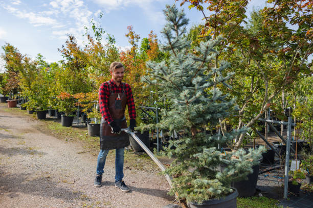Best Tree Removal  in Santa Clarita, CA